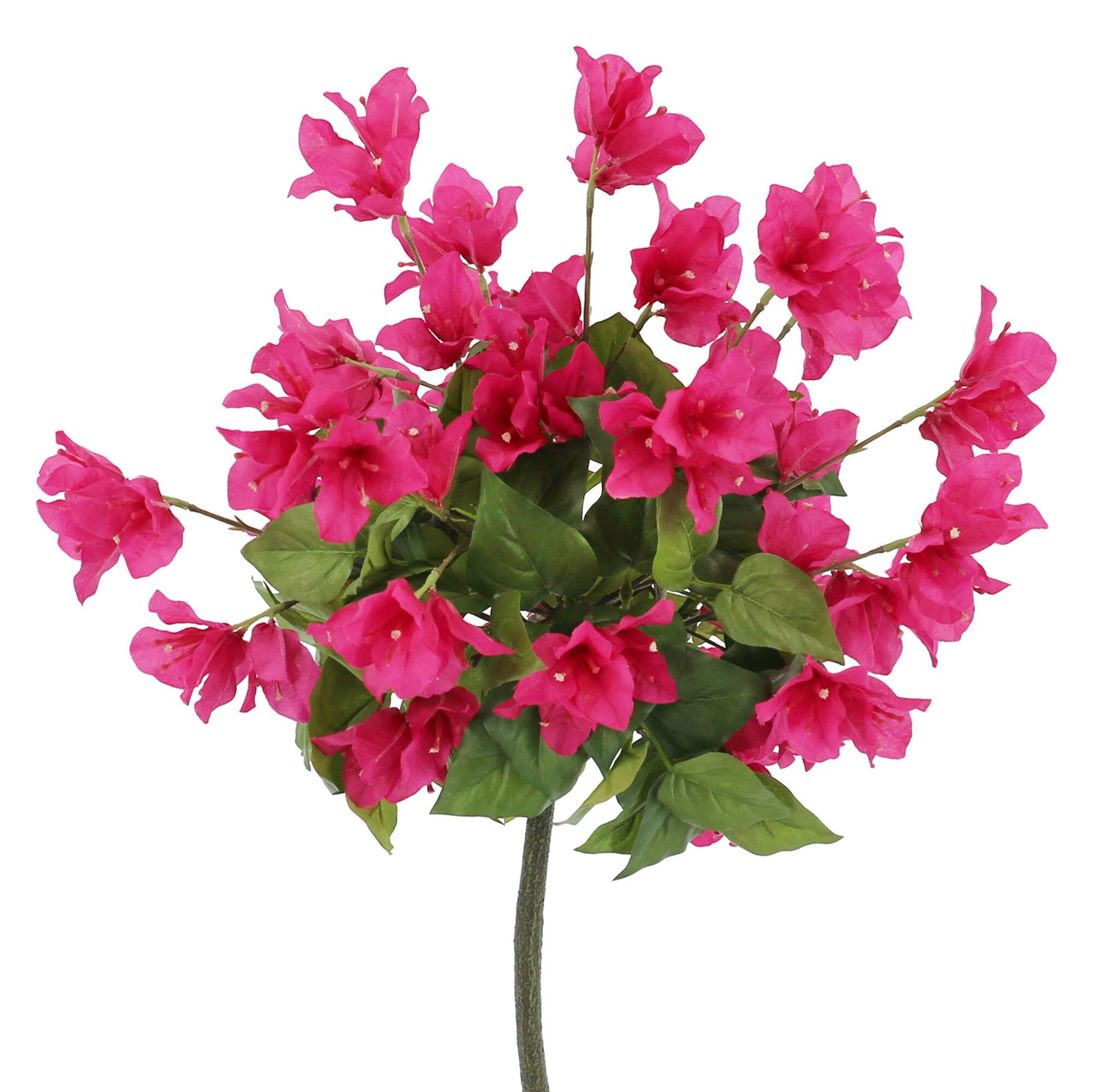 26" Potted Bougainvillea Plant by Ashland®
